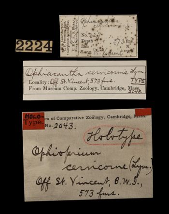 Media type: image;   Invertebrate Zoology OPH-2043 Aspect: labels